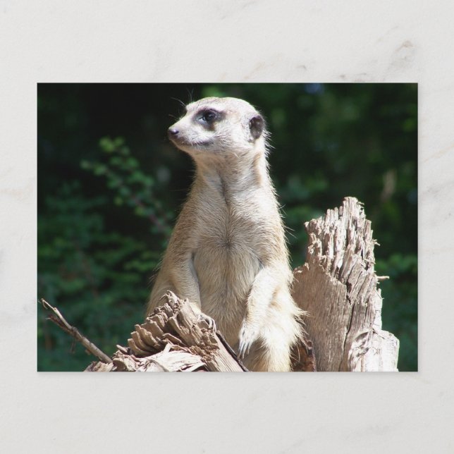 Erdmännchen Vykort (Framsida)