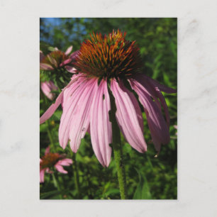 Erect Cone Flower Vykort