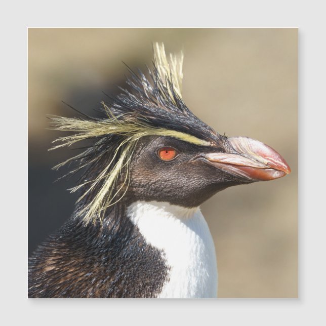 Erect-crested penguin (Framsida)