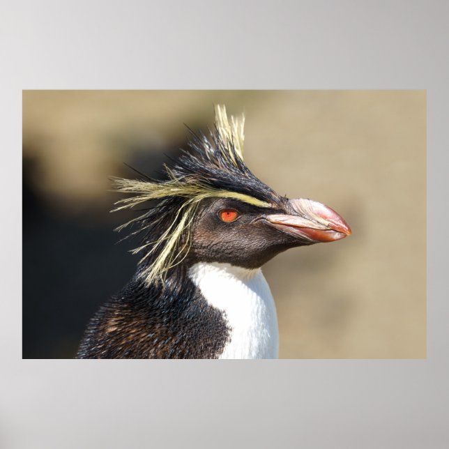 Erect-crested penguin poster (Framsidan)