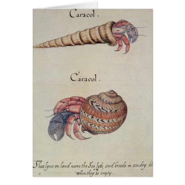 Eremitkrabba Hälsningskort (Framsidan)