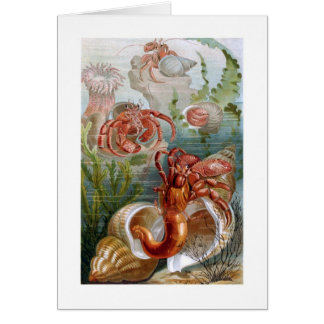 Eremitkrabba Hälsningskort