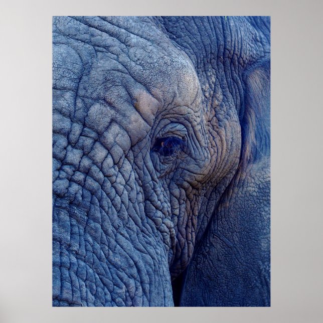 ERFARENHETEN MED ELEFANTERNA HUR HUGGI POSTER (Framsidan)