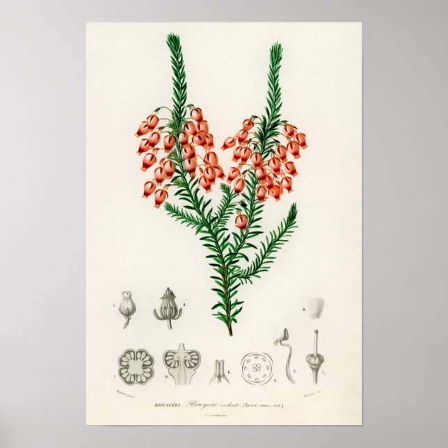 Erica ardens - en gåva till din Erica Poster (Framsidan)