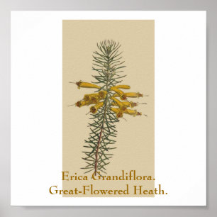 Erica Grandiflora. Underbar blomstrande värme. Poster