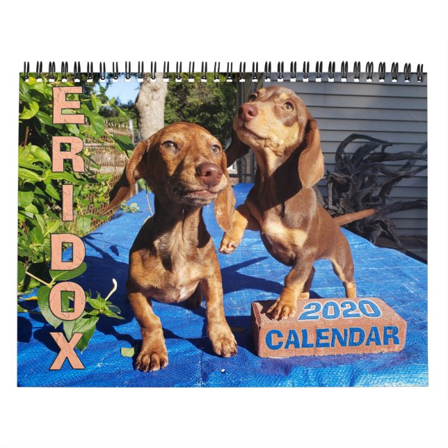 Eridox Dachshunds 2020-kalender Kalender (Omslag)