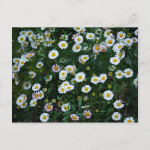 Erigeron Daisys vykort