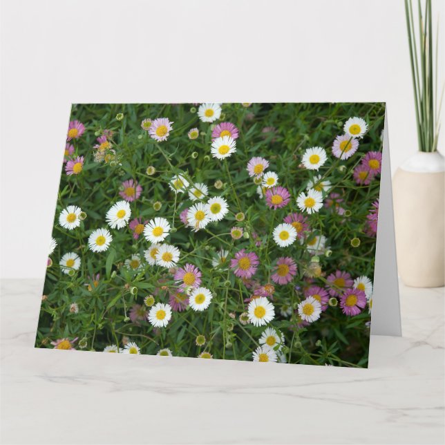 Erigeron Kort (Framsida)