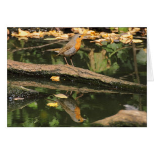 Erithacus rubecula hälsningskort