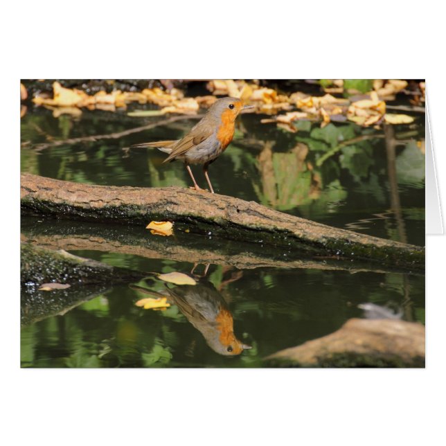Erithacus rubecula hälsningskort (Framsidan Horizontal)