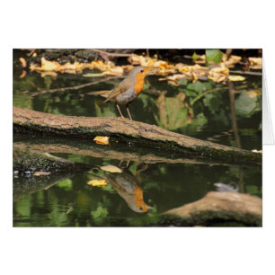 Erithacus rubecula OBS kort