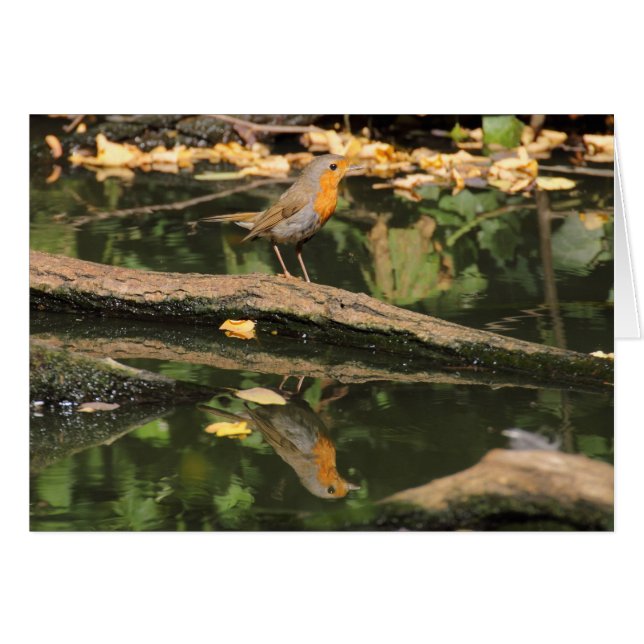 Erithacus rubecula OBS kort (Framsidan Horizontal)