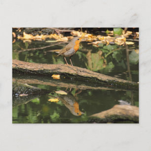 Erithacus rubecula vykort