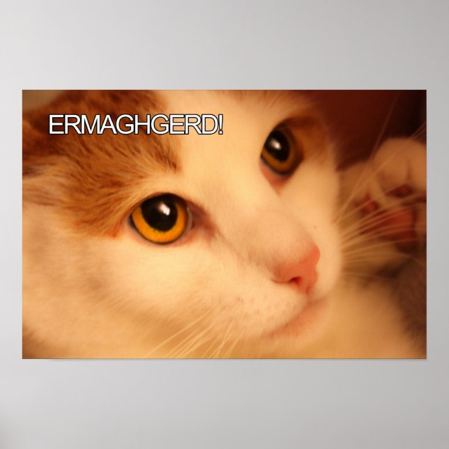 Ermahgerd Cute Orange Cat Poster (Framsidan)
