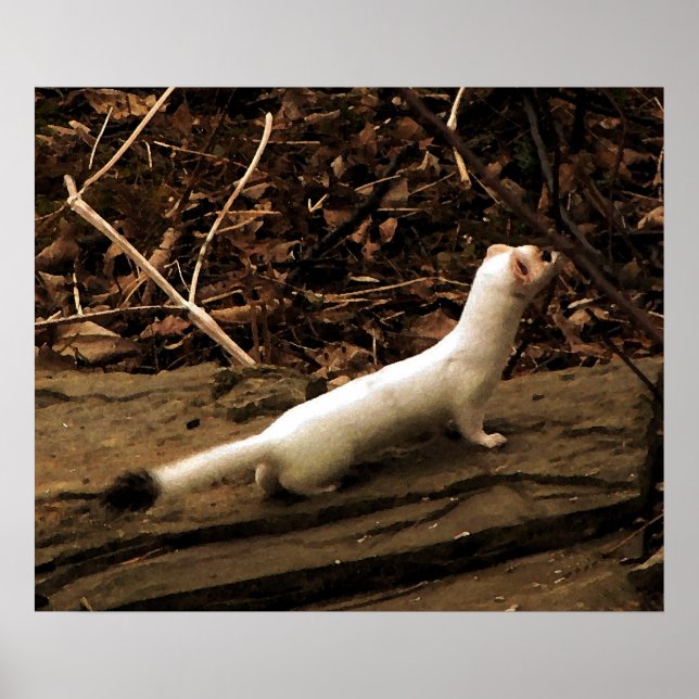 Ermine Poster (Framsidan)