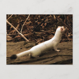 Ermine Vykort