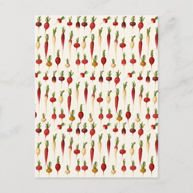 Ernst Benary's Radish Soreties Vykort (Framsida)