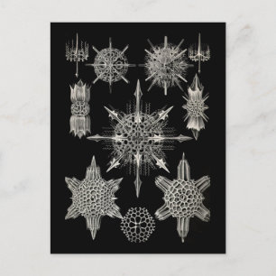 Ernst Haeckel Acanthophracta Vykort