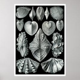ERNST HAECKEL: Acephala, Quality Fine Art Poster