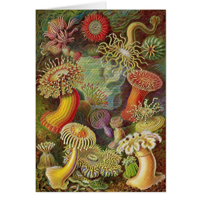 Ernst Haeckel - Actiniae anemoner Hälsningskort (Framsidan)
