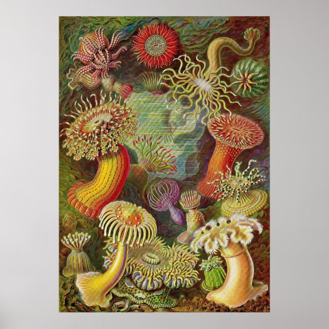 Ernst Haeckel - Actiniae Anemones Poster (Framsidan)