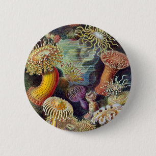Ernst Haeckel - Actiniae Knapp