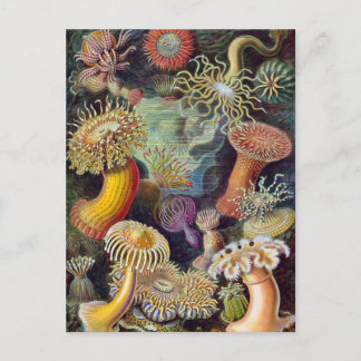 Ernst Haeckel - Actiniae Vykort