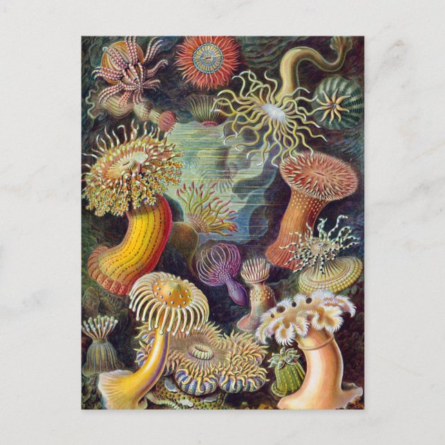 Ernst Haeckel Actiniaea sea anemone Vykort (Framsida)