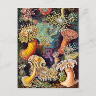 Ernst Haeckel Actiniaea sea anemone Vykort