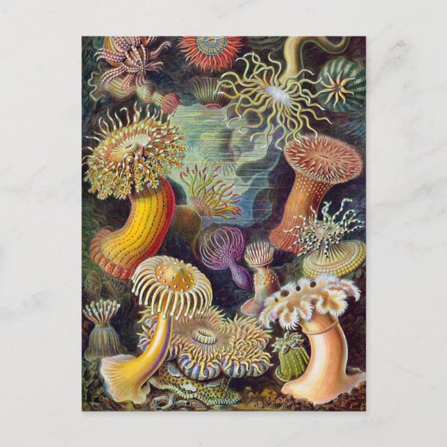 Ernst Haeckel Actiniaea sea anemone Vykort (Framsida)