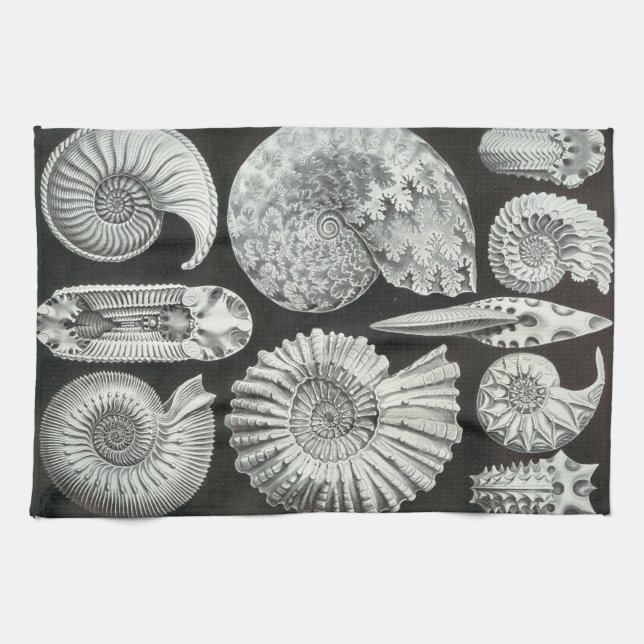 Ernst Haeckel Ammonitida fossil Kökshandduk (Horisontell)