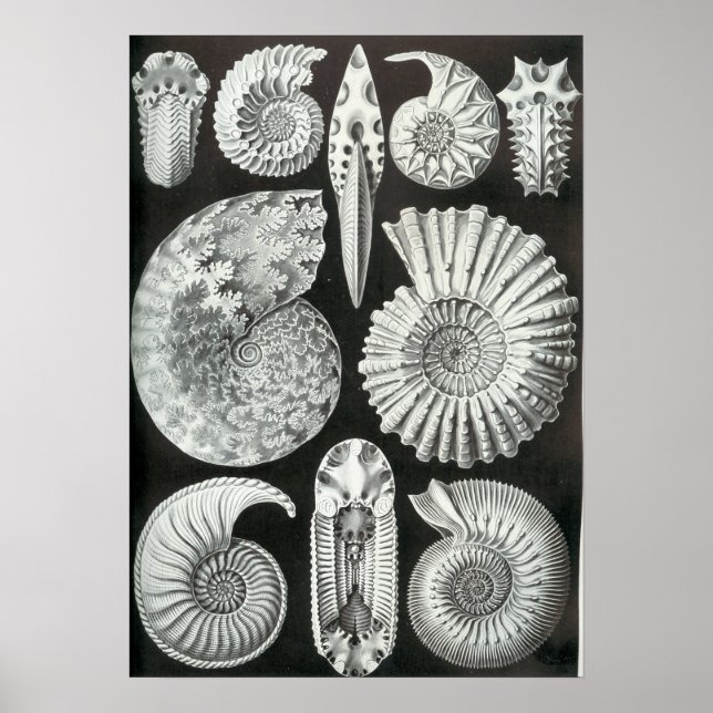 Ernst Haeckel Ammonitida fossils Poster (Framsidan)