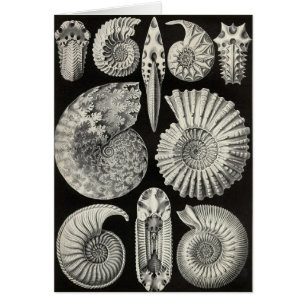Ernst Haeckel - Ammonitida Hälsningskort