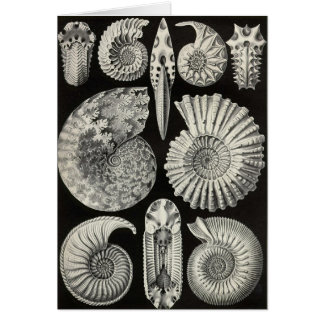 Ernst Haeckel - Ammonitida Hälsningskort
