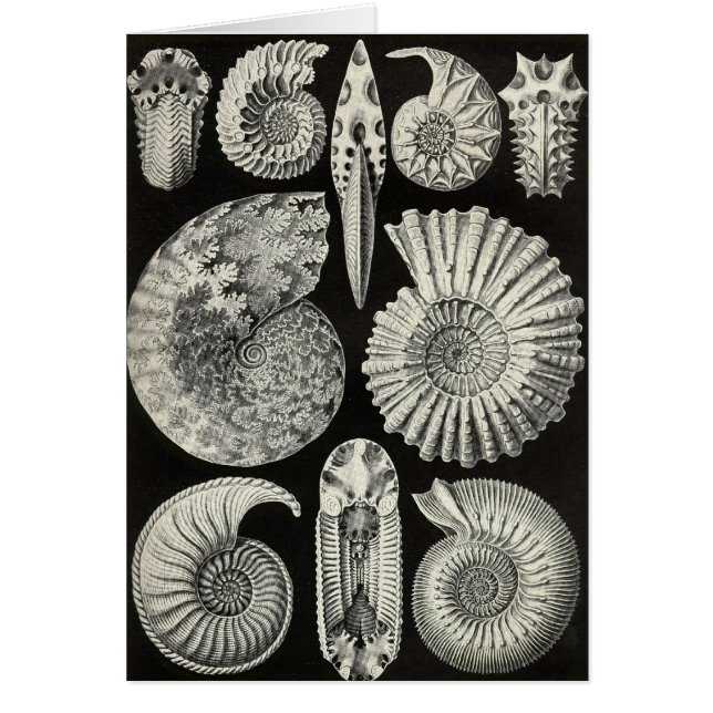 Ernst Haeckel - Ammonitida Hälsningskort (Framsidan)