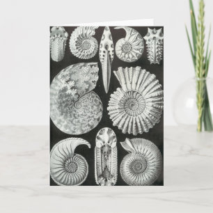 Ernst Haeckel - Ammonitida Kort