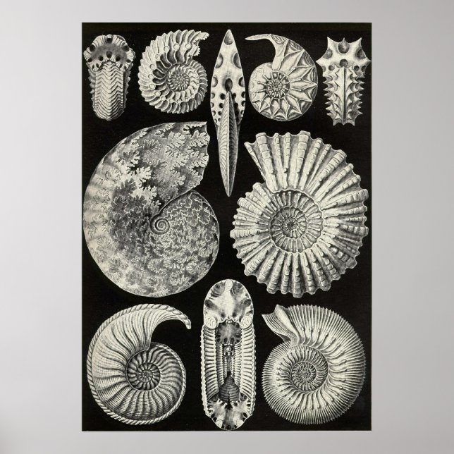 Ernst Haeckel - Ammonitida Poster (Framsidan)