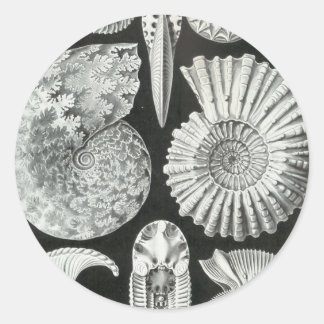Ernst Haeckel - Ammonitida Runt Klistermärke