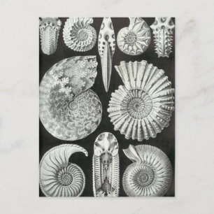 Ernst Haeckel - Ammonitida Vykort