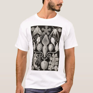 Ernst Haeckel - Amphoridea Tee Shirt
