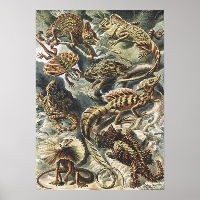 Ernst Haeckel Antik Kräldjur Ödla Natur Konst Poster (Framsidan)