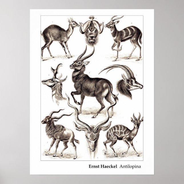 Ernst Haeckel Antilopina med Gräns Poster (Framsidan)