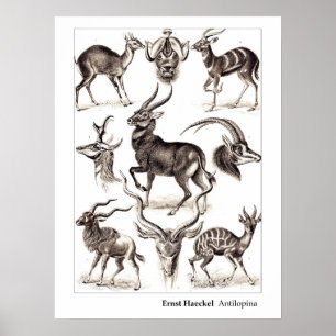 Ernst Haeckel Antilopina med gränsen Poster
