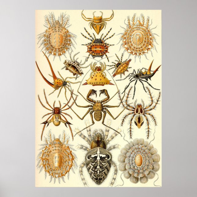 Ernst Haeckel - Arachnida Poster (Framsidan)