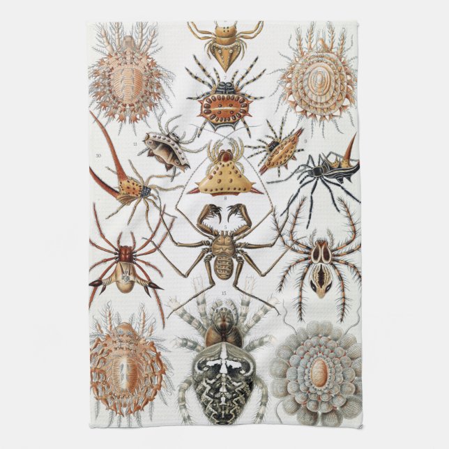 Ernst Haeckel Arachnida Spiders Poster Fodral-Mate Kökshandduk (Vertikal)