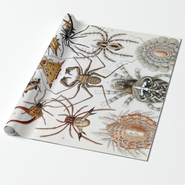 Ernst Haeckel Arachnida Spiders Poster Presentpapper (Utrullad)