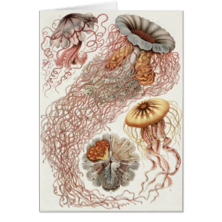 Ernst Haeckel Art Card: Discomedusae Hälsningskort