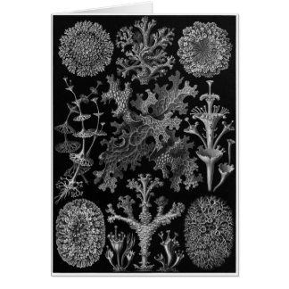 Ernst Haeckel Art Card: Lichenes Hälsningskort