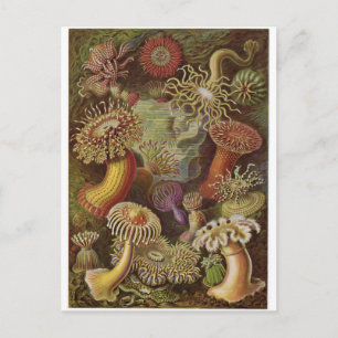 Ernst Haeckel Art Postcard: Actiniae Vykort
