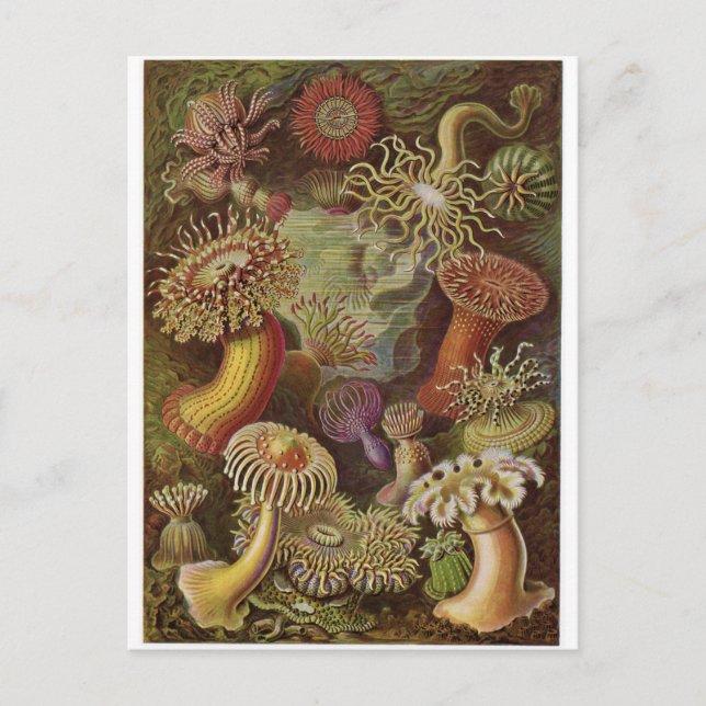 Ernst Haeckel Art Postcard: Actiniae Vykort (Framsida)